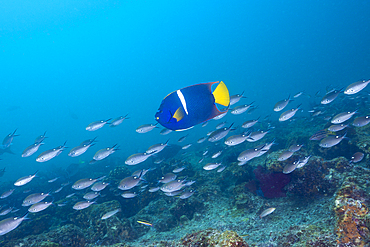 King Angelfish, Holocanthus passer, Cabo Pulmo Marine National Park, Baja California Sur, Mexico