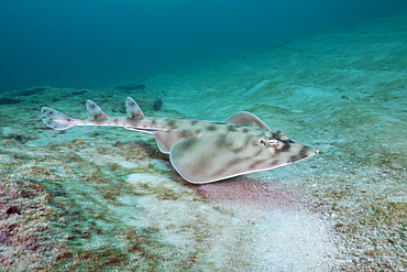 Banded Guitarfish, Zapteryx exasperata, Cabo Pulmo Marine National Park, Baja California Sur, Mexico