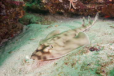 Banded Guitarfish, Zapteryx exasperata, Cabo Pulmo Marine National Park, Baja California Sur, Mexico