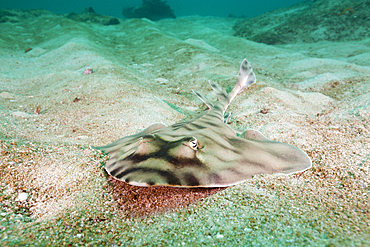 Banded Guitarfish, Zapteryx exasperata, Cabo Pulmo Marine National Park, Baja California Sur, Mexico