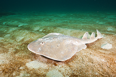 Giant Electric Ray, Narcine entemedor, Cabo Pulmo Marine National Park, Baja California Sur, Mexico