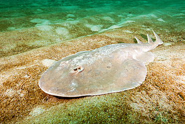 Giant Electric Ray, Narcine entemedor, Cabo Pulmo Marine National Park, Baja California Sur, Mexico