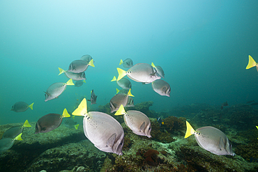 Shoal of Yellowtail Surgeonfish, Prionurus punctatus, Cabo Pulmo Marine National Park, Baja California Sur, Mexico