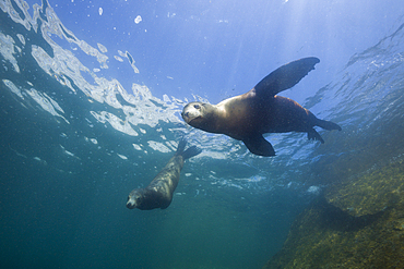 Californian Sea Lion, Zalophus californianus, Cabo Pulmo Marine National Park, Baja California Sur, Mexico