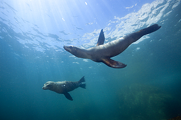 Californian Sea Lion, Zalophus californianus, Cabo Pulmo Marine National Park, Baja California Sur, Mexico