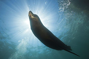 Californian Sea Lion, Zalophus californianus, Cabo Pulmo Marine National Park, Baja California Sur, Mexico