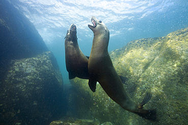 Californian Sea Lion, Zalophus californianus, Cabo Pulmo Marine National Park, Baja California Sur, Mexico