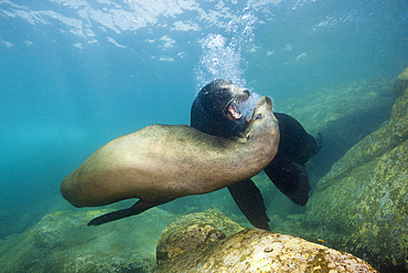 Californian Sea Lion, Zalophus californianus, Cabo Pulmo Marine National Park, Baja California Sur, Mexico