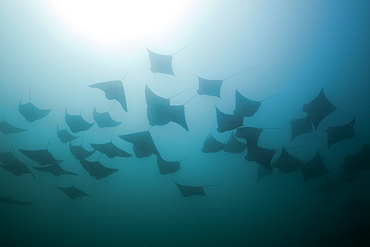 School of Pacific Cownose Ray, Rhinoptera steindachneri, Cabo San Lucas, Baja California Sur, Mexico