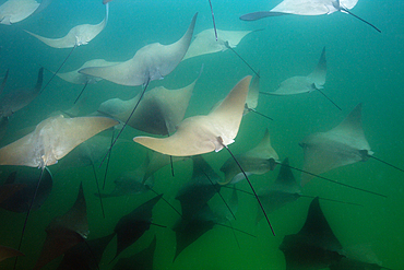 School of Pacific Cownose Ray, Rhinoptera steindachneri, Cabo Pulmo Marine National Park, Baja California Sur, Mexico