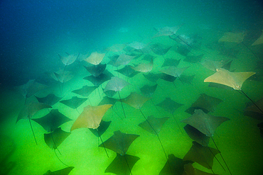 School of Pacific Cownose Ray, Rhinoptera steindachneri, Cabo Pulmo Marine National Park, Baja California Sur, Mexico