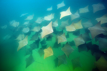 School of Pacific Cownose Ray, Rhinoptera steindachneri, Cabo Pulmo Marine National Park, Baja California Sur, Mexico