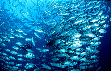 Bigeye trevally and scuba diver, Caranx sexfasciatus, Maldives Island, Indian Ocean, Ari Atol, Maayafushi