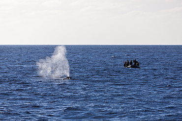 Whale watching near Socorro, Revillagigedo Islands, Mexico