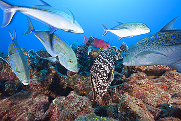 Bluefin Trevally and Leather Bass hunting together, Caranx melampygus, Dermatolepis dermatolepis, Socorro, Revillagigedo Islands, Mexico