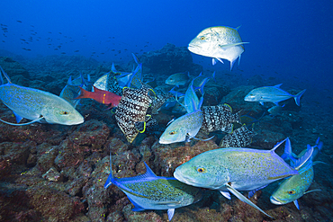 Bluefin Trevally and Leather Bass hunting together, Caranx melampygus, Dermatolepis dermatolepis, Socorro, Revillagigedo Islands, Mexico