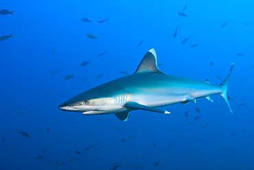 Silvertip Shark, Carcharhinus albimarginatus, Roca Partida, Revillagigedo Islands, Mexico