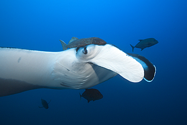 Manta, Manta birostris, Socorro, Revillagigedo Islands, Mexico