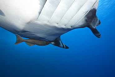 Manta, Manta birostris, Socorro, Revillagigedo Islands, Mexico