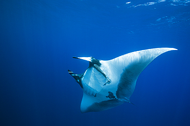 Manta, Manta birostris, Roca Partida, Revillagigedo Islands, Mexico