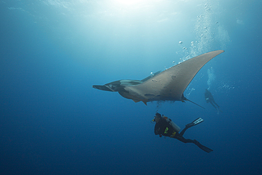 Scuba diver and Manta, Manta birostris, Roca Partida, Revillagigedo Islands, Mexico