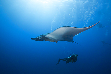 Scuba diver and Manta, Manta birostris, Roca Partida, Revillagigedo Islands, Mexico