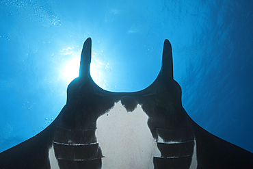 Manta, Manta birostris, Socorro, Revillagigedo Islands, Mexico