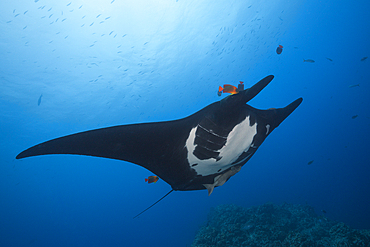 Manta, Manta birostris, Socorro, Revillagigedo Islands, Mexico