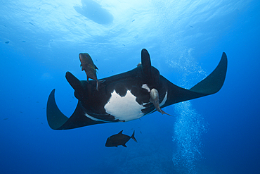 Manta, Manta birostris, Socorro, Revillagigedo Islands, Mexico