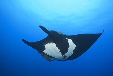 Manta, Manta birostris, Socorro, Revillagigedo Islands, Mexico