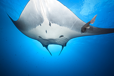 Manta, Manta birostris, Roca Partida, Revillagigedo Islands, Mexico