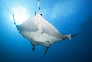 Manta, Manta birostris, Roca Partida, Revillagigedo Islands, Mexico