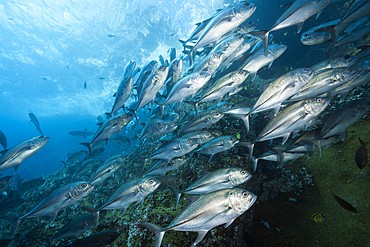 Shoal of Bigeye Trevally, Caranx sexfasciatus, Socorro, Revillagigedo Islands, Mexico