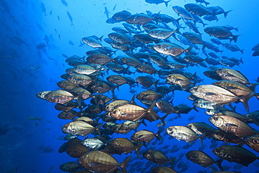 Shoal of Cottonmouth Jack, Uraspis secunda, Roca Partida, Revillagigedo Islands, Mexico