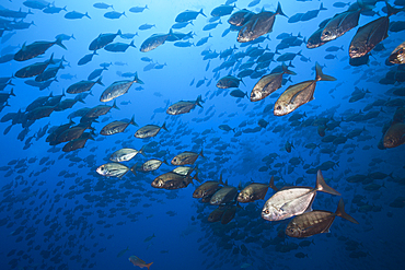 Shoal of Cottonmouth Jack, Uraspis secunda, Roca Partida, Revillagigedo Islands, Mexico