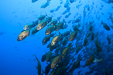 Shoal of Cottonmouth Jack, Uraspis secunda, Roca Partida, Revillagigedo Islands, Mexico