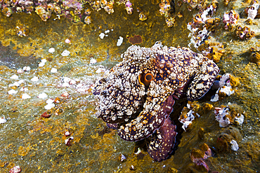 Common Octopus, Octopus vulgaris, Roca Partida, Revillagigedo Islands, Mexico