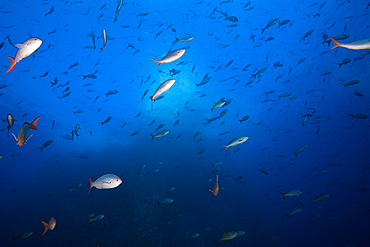 Pacific Creolefish, Paranthias colonus, Roca Partida, Revillagigedo Islands, Mexico