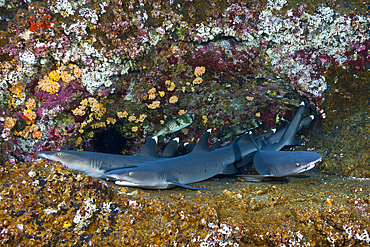 Whitetip Reef Shark resting in Cave, Triaenodon obesus, Roca Partida, Revillagigedo Islands, Mexico