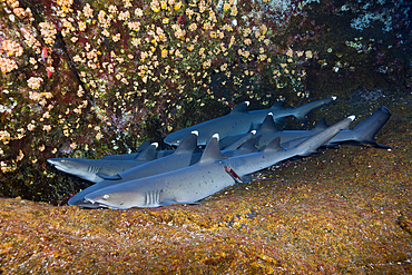 Whitetip Reef Shark resting in Cave, Triaenodon obesus, Roca Partida, Revillagigedo Islands, Mexico