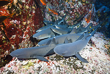 Whitetip Reef Shark resting in Cave, Triaenodon obesus, Roca Partida, Revillagigedo Islands, Mexico