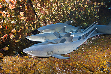 Whitetip Reef Shark resting in Cave, Triaenodon obesus, Roca Partida, Revillagigedo Islands, Mexico