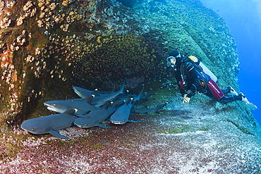 Whitetip Reef Shark resting in Cave, Triaenodon obesus, Roca Partida, Revillagigedo Islands, Mexico