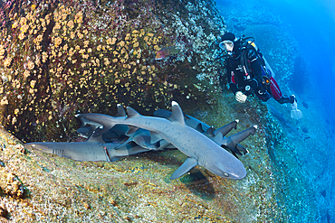 Whitetip Reef Shark resting in Cave, Triaenodon obesus, Roca Partida, Revillagigedo Islands, Mexico