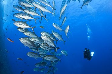 Scuba Diver and Shoal of Bigeye Trevally, Caranx sexfasciatus, Roca Partida, Revillagigedo Islands, Mexico