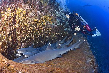 Whitetip Reef Shark resting in Cave, Triaenodon obesus, Roca Partida, Revillagigedo Islands, Mexico