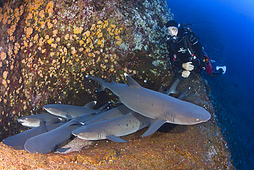 Whitetip Reef Shark resting in Cave, Triaenodon obesus, Roca Partida, Revillagigedo Islands, Mexico