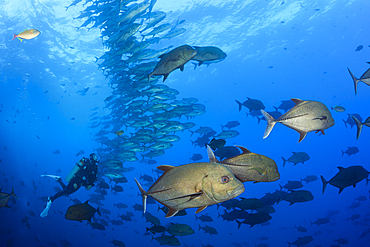 Black Trevally, Caranx lugubris, Socorro, Revillagigedo Islands, Mexico