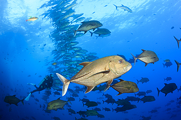 Black Trevally, Caranx lugubris, Socorro, Revillagigedo Islands, Mexico