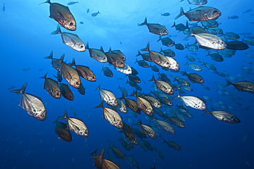 Shoal of Cottonmouth Jack, Uraspis secunda, Roca Partida, Revillagigedo Islands, Mexico